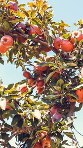 Превью обои яблоки, красный, ветка, дерево, фруктовый
