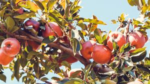 Превью обои яблоки, красный, ветка, дерево, фруктовый