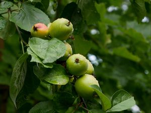 Превью обои яблоки, листья, капли, макро, зеленый