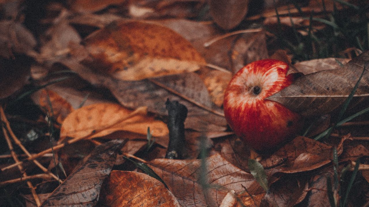 Обои яблоки, листья, трава, осень, урожай
