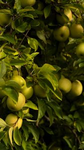 Превью обои яблоки, листья, ветки, зеленый, фрукты