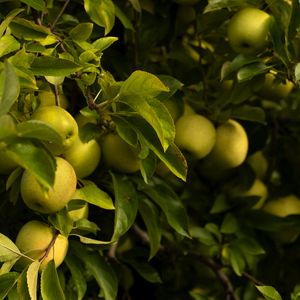 Превью обои яблоки, листья, ветки, зеленый, фрукты