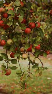 Превью обои яблоки, сад, фрукты, урожай, осень