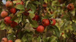 Превью обои яблоки, сад, фрукты, урожай, осень