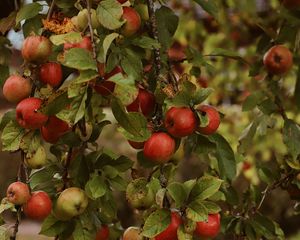 Превью обои яблоки, сад, фрукты, урожай, осень