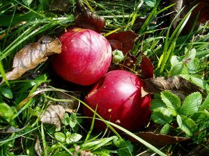 Превью обои яблоки, трава, осень