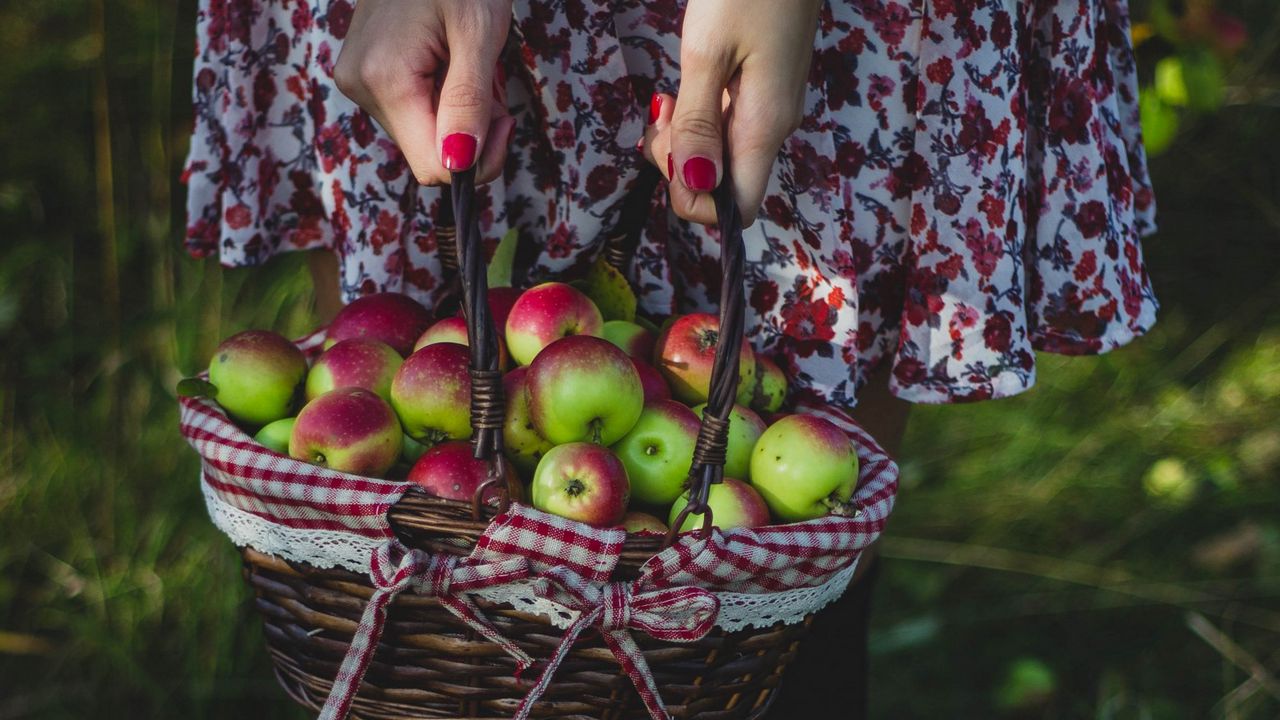 Обои яблоки, урожай, корзинка, девушка