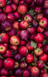 Превью обои яблоки, урожай, спелый, красный, розовый