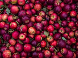 Превью обои яблоки, урожай, спелый, красный, розовый
