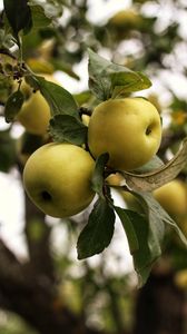 Превью обои яблоки, ветка, листья, сад