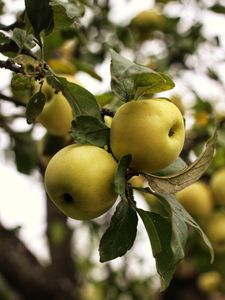 Превью обои яблоки, ветка, листья, сад