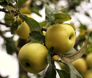 Превью обои яблоки, ветка, листья, сад