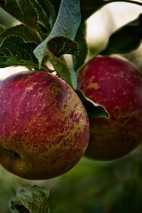 Превью обои яблоки, ветка, листья