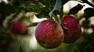 Превью обои яблоки, ветка, листья