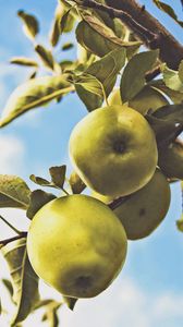 Превью обои яблоки, ветка, листья, зеленый