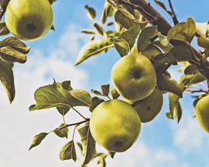 Превью обои яблоки, ветка, листья, зеленый