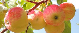 Превью обои яблоки, ветка, листья, фон