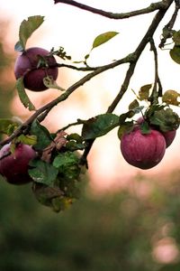 Превью обои яблоки, ветка, размытость