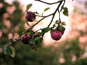 Превью обои яблоки, ветка, размытость