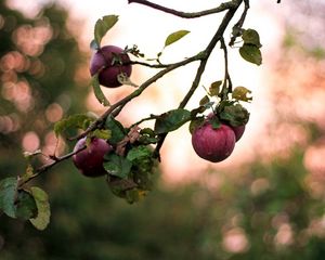 Превью обои яблоки, ветка, размытость