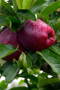 Превью обои яблоки, ветки, дерево, фрукты, капли