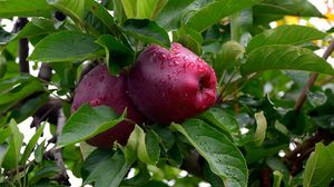 Превью обои яблоки, ветки, дерево, фрукты, капли