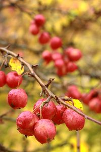 Превью обои яблоки, ветки, капли, макро