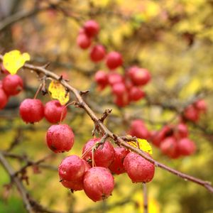 Превью обои яблоки, ветки, капли, макро