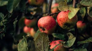 Превью обои яблоки, ветки, плоды, красный