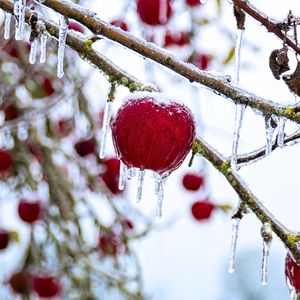 Превью обои яблоко, фрукт, лед, зима, красный