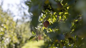 Превью обои яблоко, фрукт, листья, ветка, макро