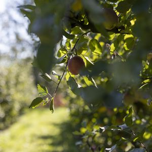 Превью обои яблоко, фрукт, листья, ветка, макро