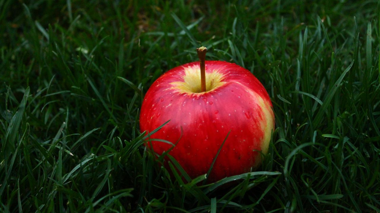 Обои яблоко, фрукт, трава
