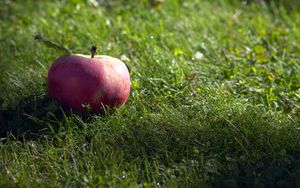 Превью обои яблоко, фрукт, трава, макро