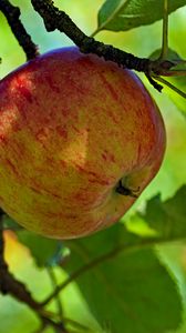 Превью обои яблоко, фрукт, ветка, листья