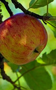 Превью обои яблоко, фрукт, ветка, листья
