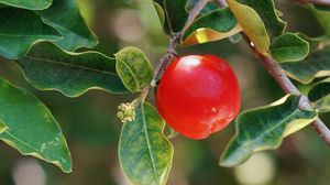 Превью обои яблоко, фрукт, ветка, листья, макро
