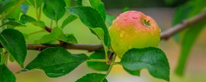 Превью обои яблоко, листья, ветки, капли, макро