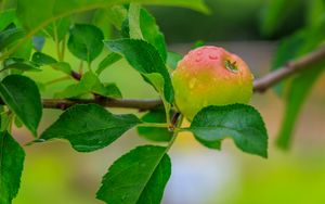 Превью обои яблоко, листья, ветки, капли, макро