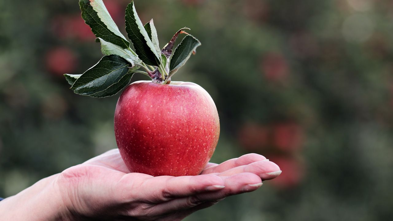 Обои яблоко, рука, фрукт