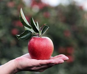 Превью обои яблоко, рука, фрукт
