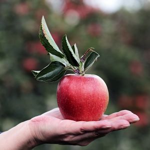 Превью обои яблоко, рука, фрукт
