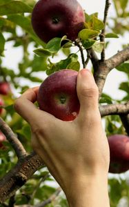 Превью обои яблоко, рука, ветка, дерево