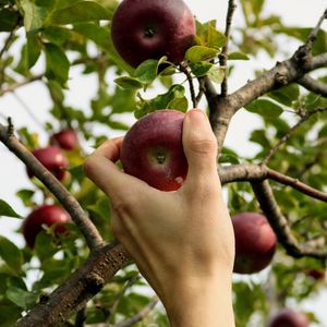 Превью обои яблоко, рука, ветка, дерево