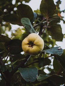 Превью обои яблоко, сад, фрукты, листья