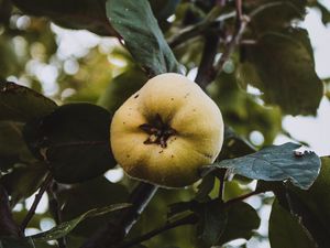 Превью обои яблоко, сад, фрукты, листья