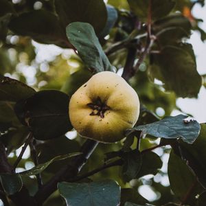Превью обои яблоко, сад, фрукты, листья