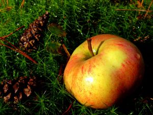 Превью обои яблоко, трава, фрукт, спелый