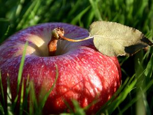 Превью обои яблоко, трава, лист, тень