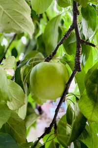 Превью обои яблоко, урожай, фрукт, ветка, листья